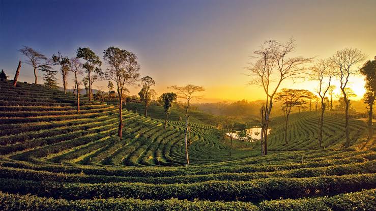 Majuli: History, Culture and Important Facts